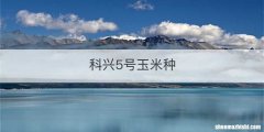 科兴5号玉米种