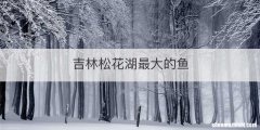 吉林松花湖最大的鱼