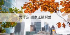 为什么 搬家送蝴蝶兰