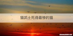 猫武士死得最惨的猫