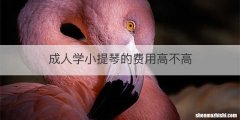 成人学小提琴的费用高不高