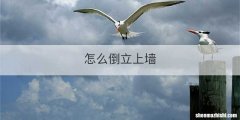 怎么倒立上墙