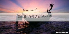 狗的耐力是人的多少倍