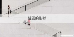 桂圆的形状