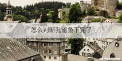 怎么判断孔雀鱼下完了