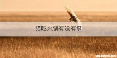 猫吃火锅有没有事