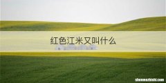 红色江米又叫什么