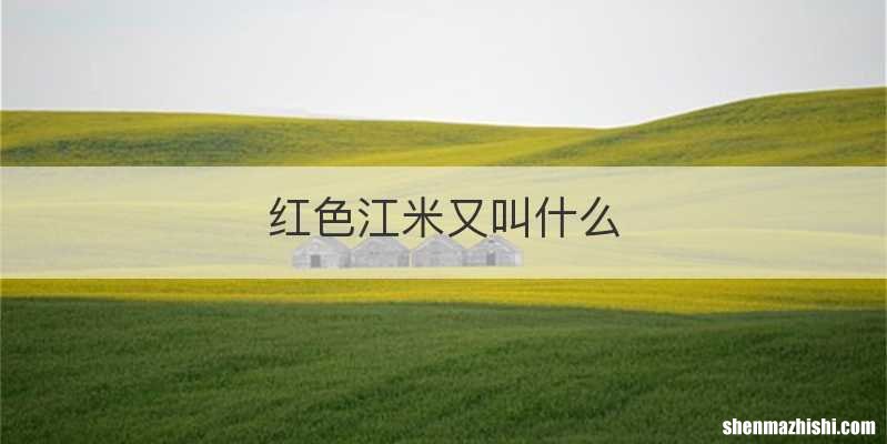 红色江米又叫什么
