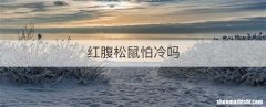 红腹松鼠怕冷吗