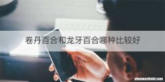 卷丹百合和龙牙百合哪种比较好