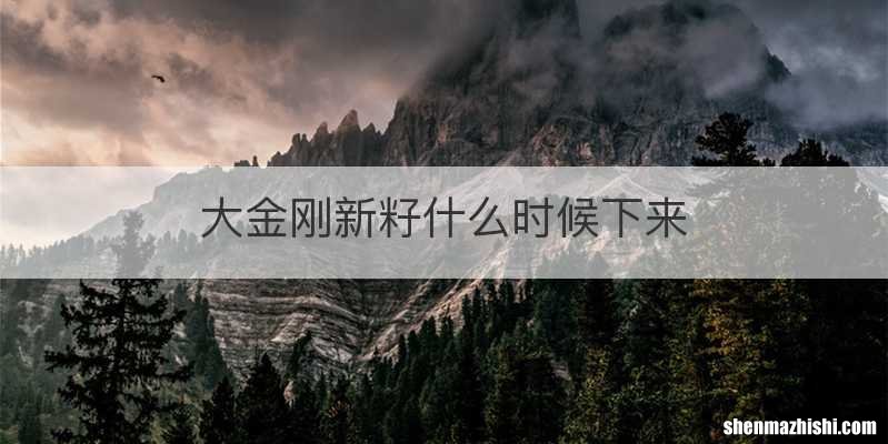 大金刚新籽什么时候下来