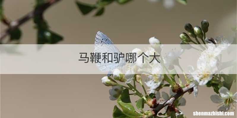 马鞭和驴哪个大
