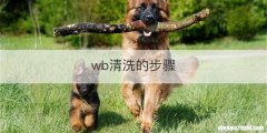 wb清洗的步骤