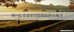 用什么成语来形容刚剥好的柚子