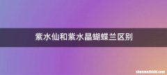 紫水仙和紫水晶蝴蝶兰区别