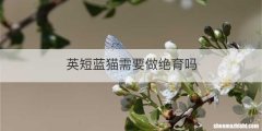 英短蓝猫需要做绝育吗