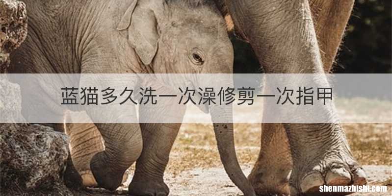 蓝猫多久洗一次澡修剪一次指甲