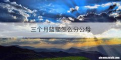 三个月蓝猫怎么分公母