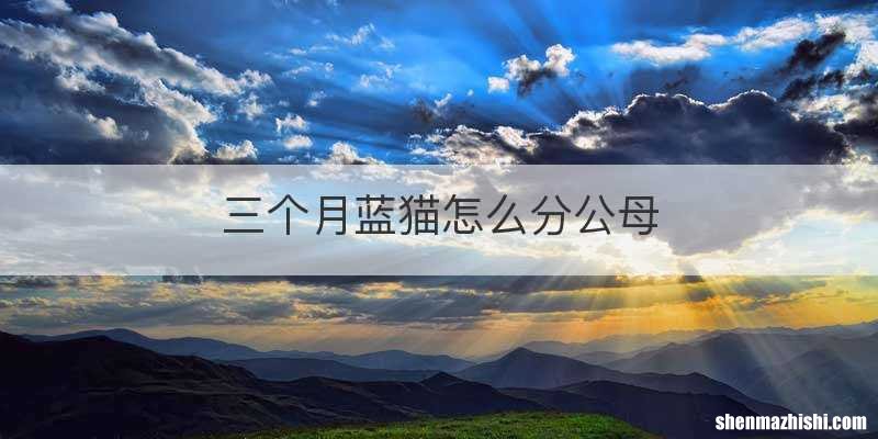 三个月蓝猫怎么分公母