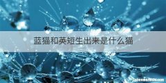 蓝猫和英短生出来是什么猫
