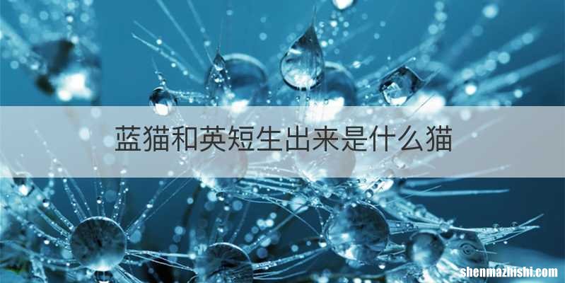蓝猫和英短生出来是什么猫