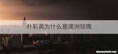 朴彩英为什么是澳洲玫瑰
