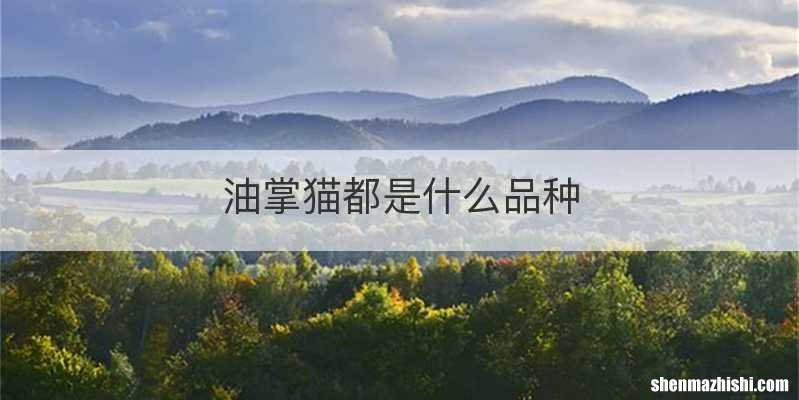 油掌猫都是什么品种
