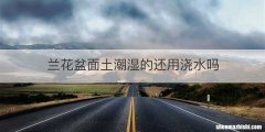 兰花盆面土潮湿的还用浇水吗