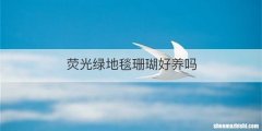 荧光绿地毯珊瑚好养吗