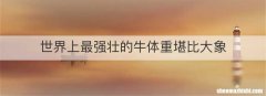 世界上最强壮的牛体重堪比大象