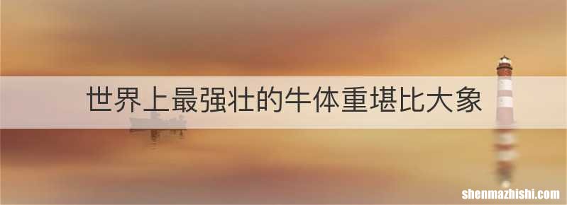 世界上最强壮的牛体重堪比大象