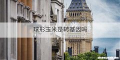 球形玉米是转基因吗