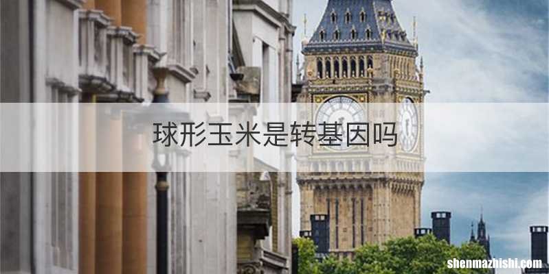 球形玉米是转基因吗