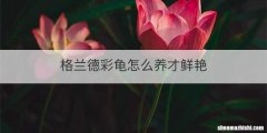 格兰德彩龟怎么养才鲜艳
