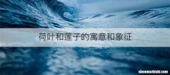 荷叶和莲子的寓意和象征