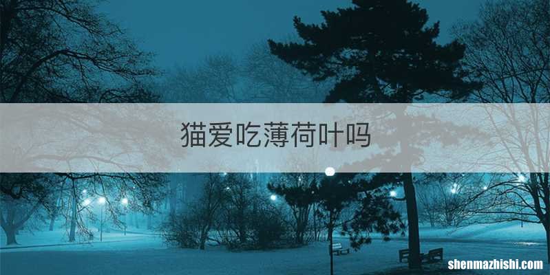 猫爱吃薄荷叶吗