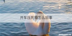 开车压死猫怎么回事