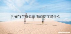 孔雀竹芋根系里面的疙瘩是什么
