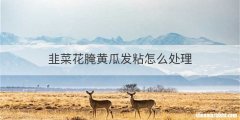 韭菜花腌黄瓜发粘怎么处理