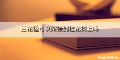 兰花楹可以嫁接到桂花树上吗