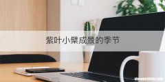 紫叶小檗成景的季节