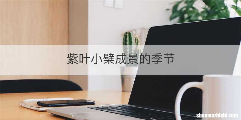 紫叶小檗成景的季节
