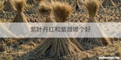 紫叶丹红和紫薇哪个好
