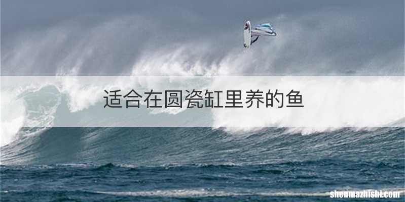 适合在圆瓷缸里养的鱼
