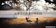 长寿花约克是好养的吗