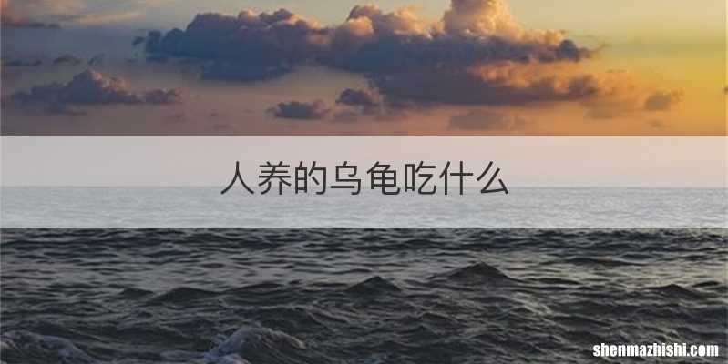 人养的乌龟吃什么