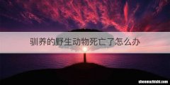 驯养的野生动物死亡了怎么办