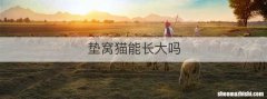 垫窝猫能长大吗