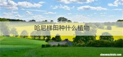 哈尼梯田种什么植物