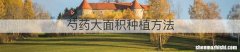 芍药大面积种植方法